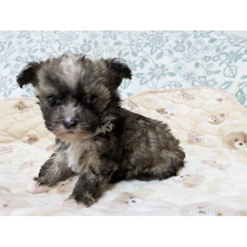 販売中の大分県のチャイニーズクレステッドドッグ-431885の6枚目