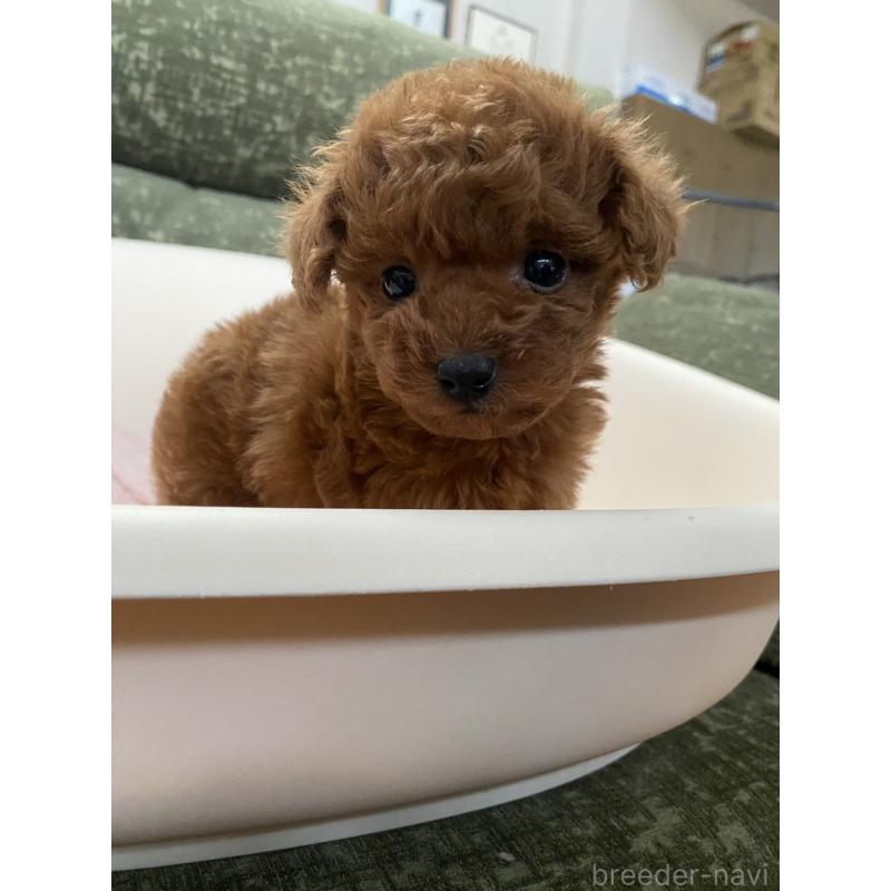 販売中の福岡県のタイニープードル-436124の7枚目