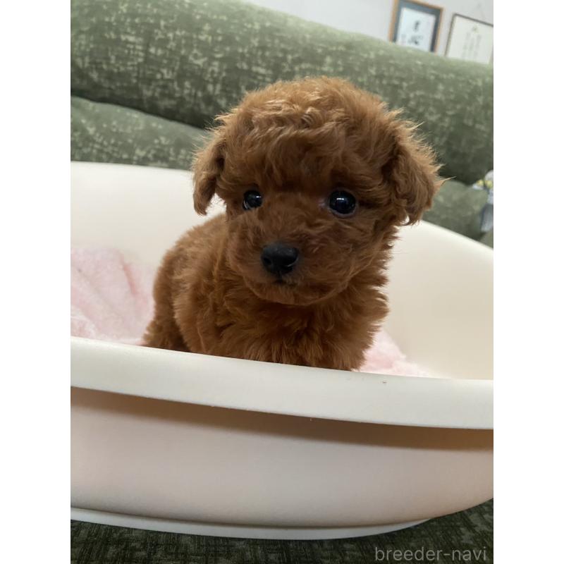 販売中の福岡県のタイニープードル-436124の6枚目