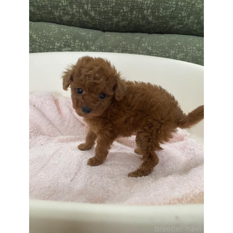 販売中の福岡県のタイニープードル-436124の5枚目