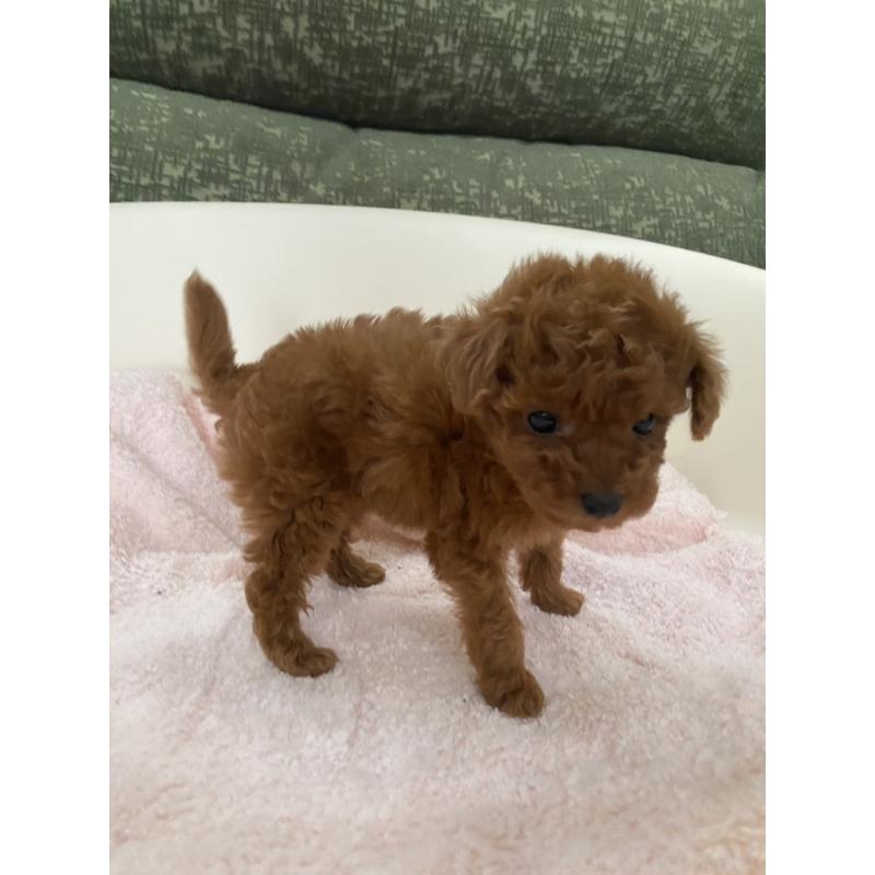 販売中の福岡県のタイニープードル-436124の4枚目