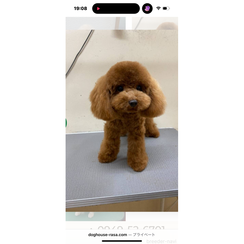 販売中の福岡県のタイニープードル-436124の3枚目