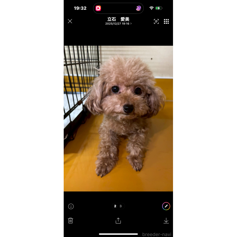 販売中の福岡県のタイニープードル-436124の2枚目