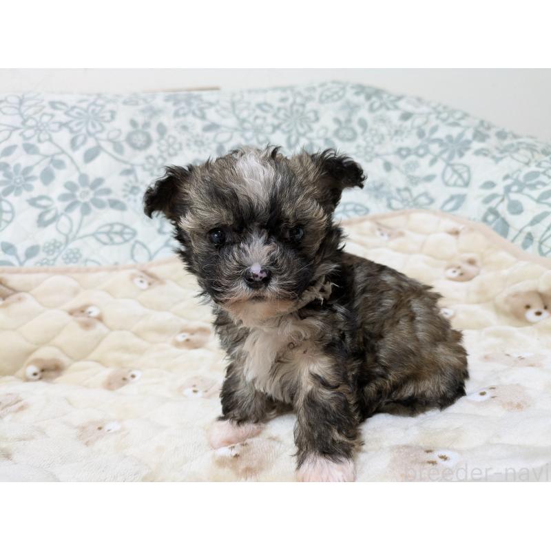 販売中の大分県のチャイニーズクレステッドドッグ-431885の5枚目