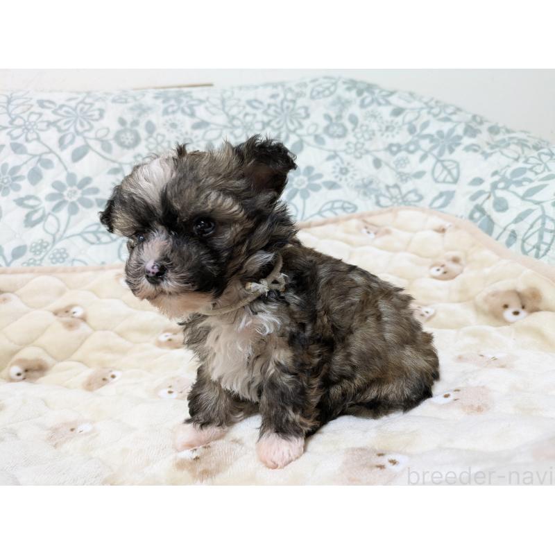 販売中の大分県のチャイニーズクレステッドドッグ-431885の4枚目