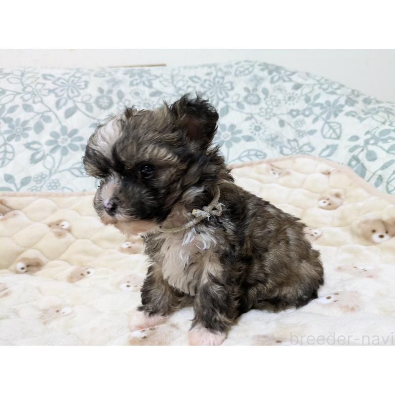 販売中の大分県のチャイニーズクレステッドドッグ-431885の3枚目