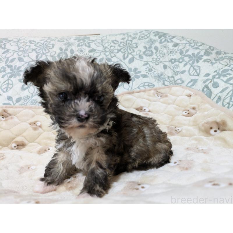 販売中の大分県のチャイニーズクレステッドドッグ-431885の2枚目