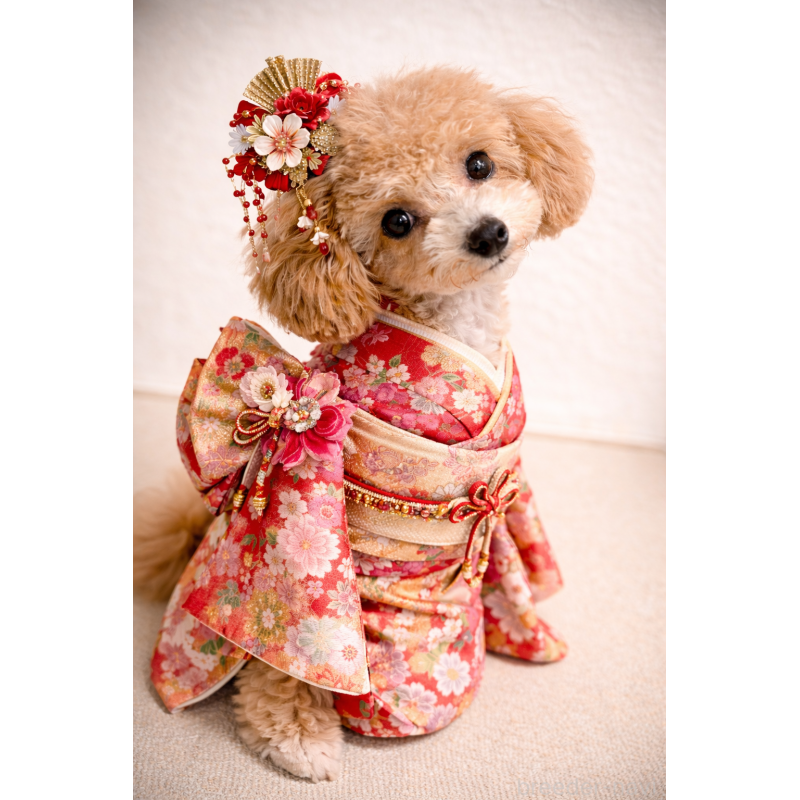 販売中の岩手県のタイニープードル-418601の3枚目