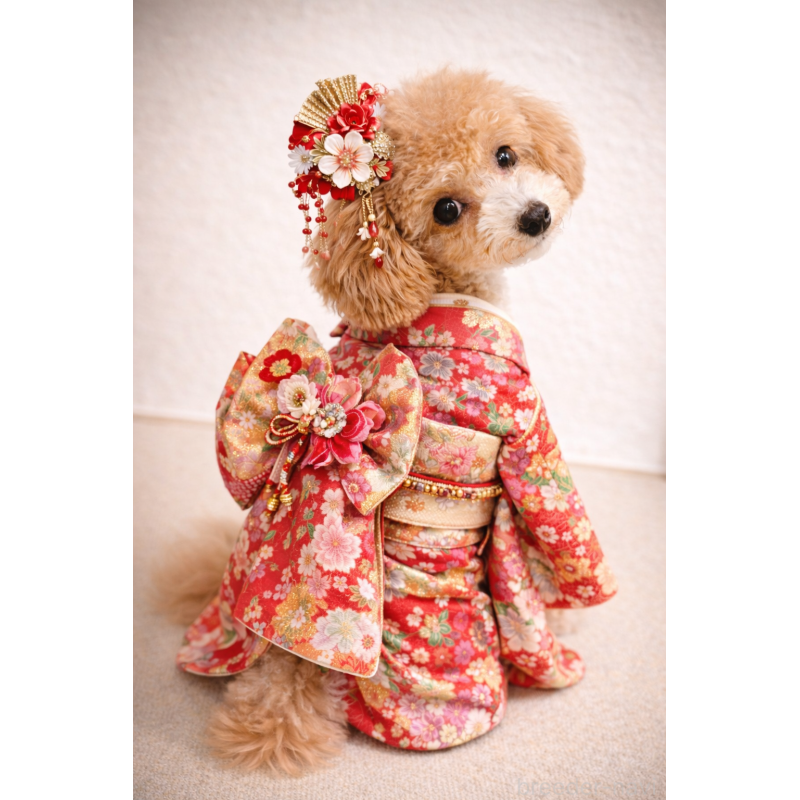 販売中の岩手県のタイニープードル-418601の2枚目