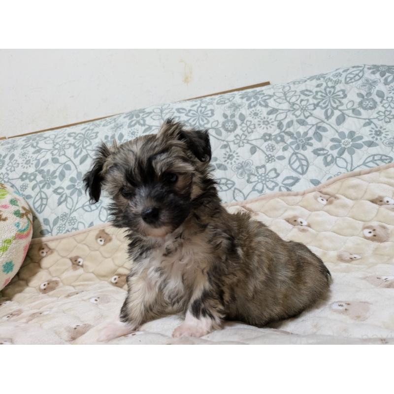 成約済の大分県のチャイニーズクレステッドドッグ-431886の8枚目