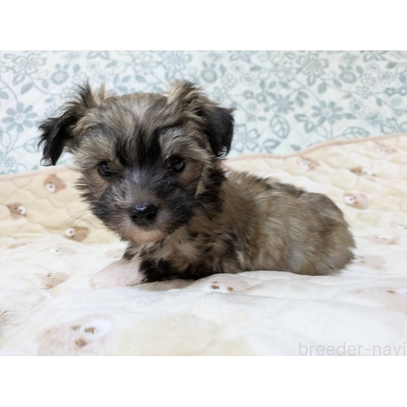 成約済の大分県のチャイニーズクレステッドドッグ-431886の7枚目