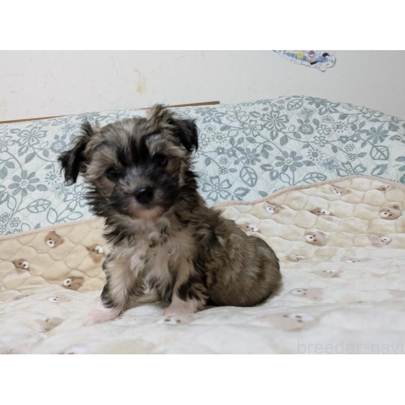 成約済の大分県のチャイニーズクレステッドドッグ-431886の5枚目