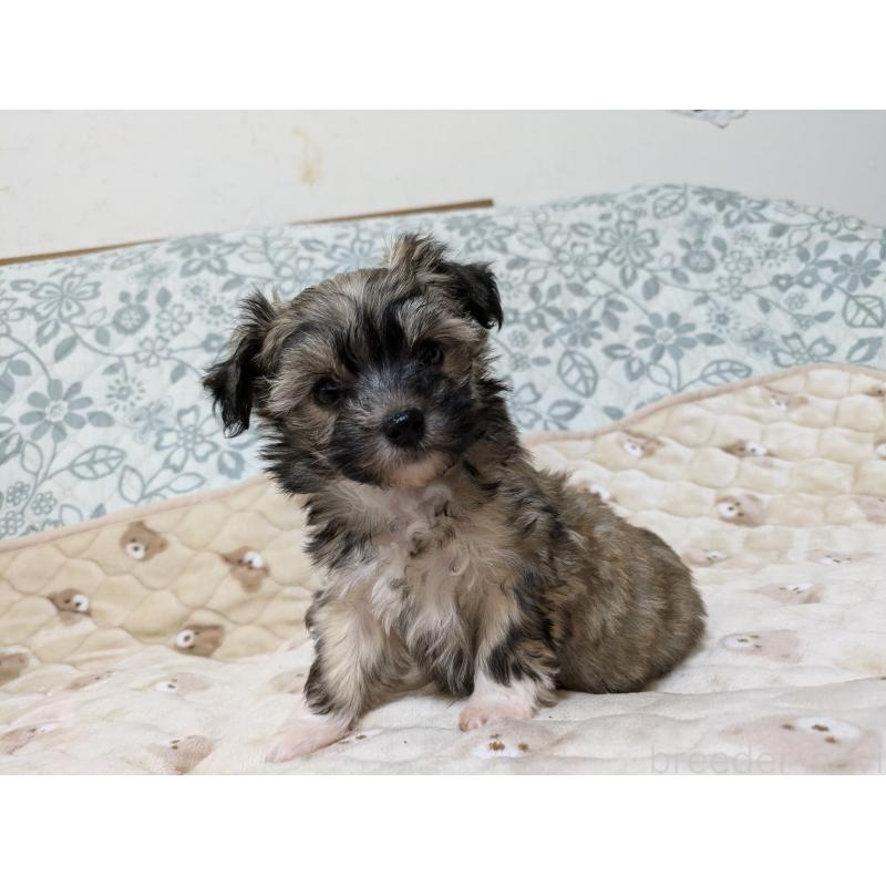 成約済の大分県のチャイニーズクレステッドドッグ-431886の4枚目