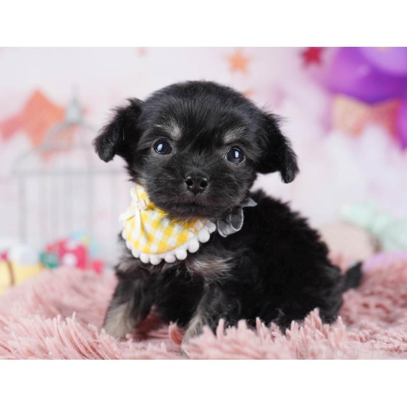 販売中の東京都のチワプー:チワワ×トイプードル-436125の6枚目