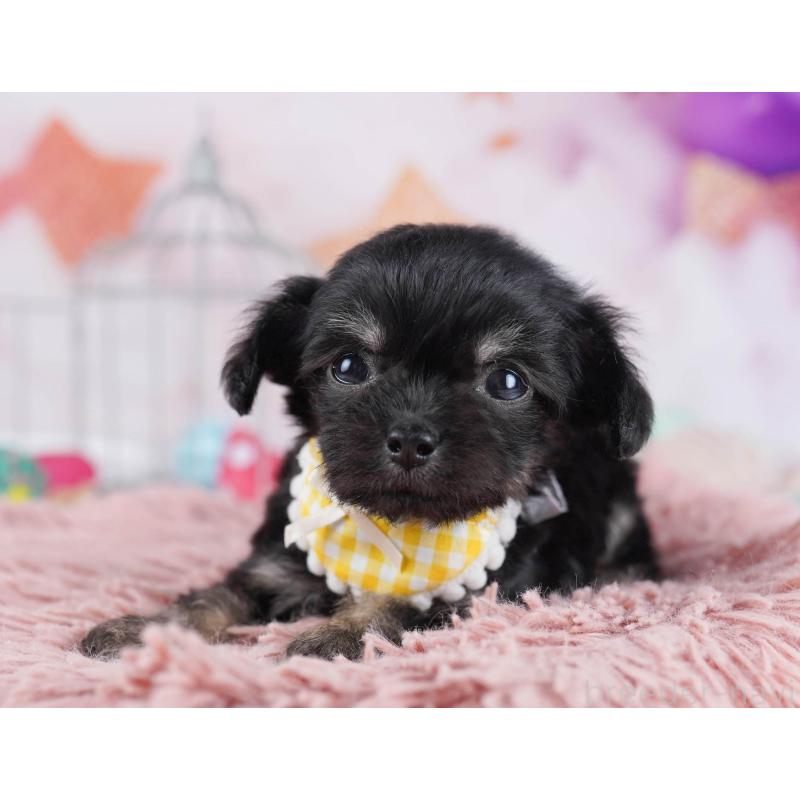 販売中の東京都のチワプー:チワワ×トイプードル-436125の4枚目