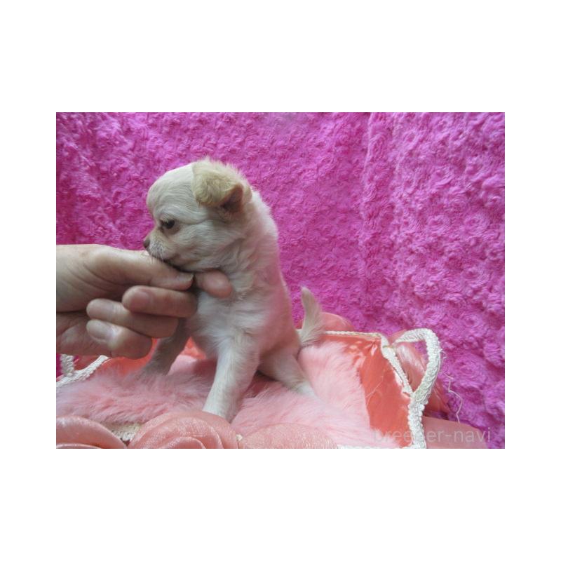 販売中の京都府のチワワ(ロングコート)-436126の4枚目