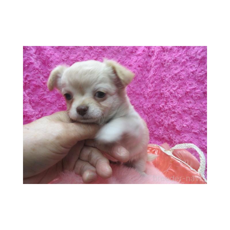 販売中の京都府のチワワ(ロングコート)-436126の2枚目