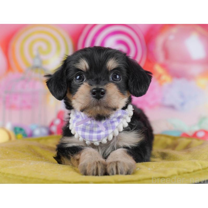 販売中の東京都のチワプー:チワワ×トイプードル-436128