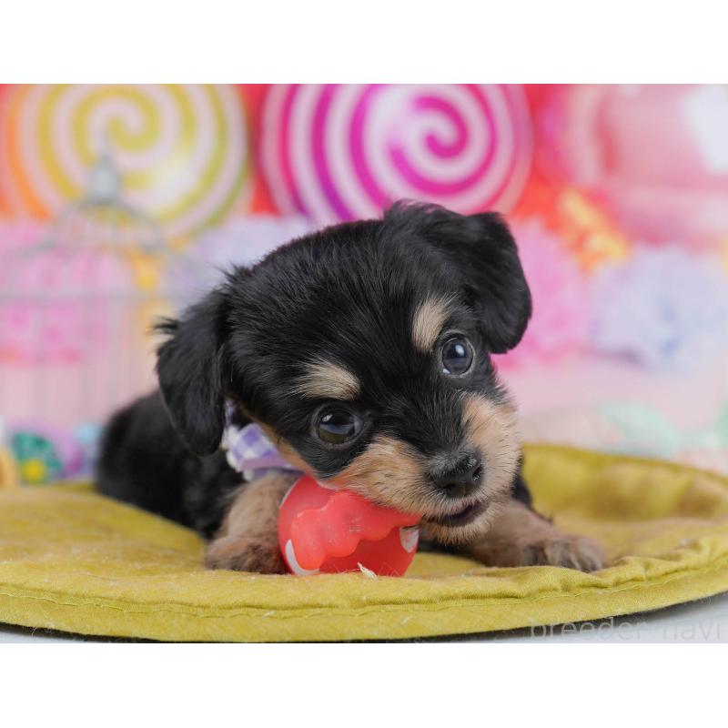 販売中の東京都のチワプー:チワワ×トイプードル-436128の5枚目