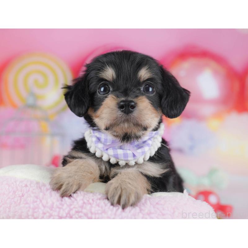 販売中の東京都のチワプー:チワワ×トイプードル-436128の4枚目