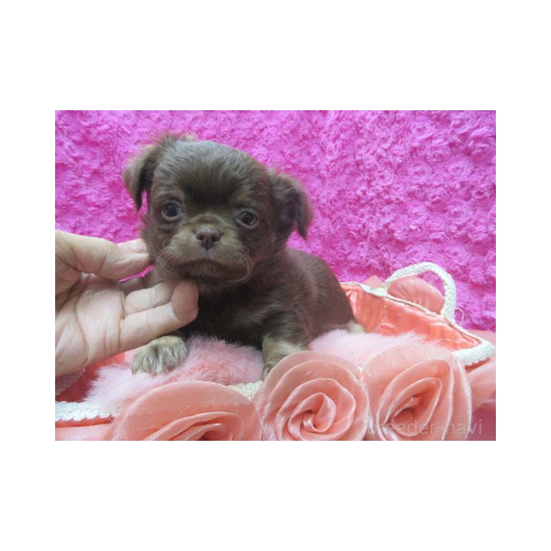 販売中の京都府のチワワ(ロングコート)-436127の5枚目