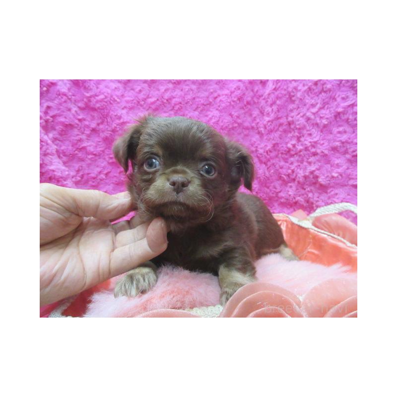 販売中の京都府のチワワ(ロングコート)-436127の2枚目