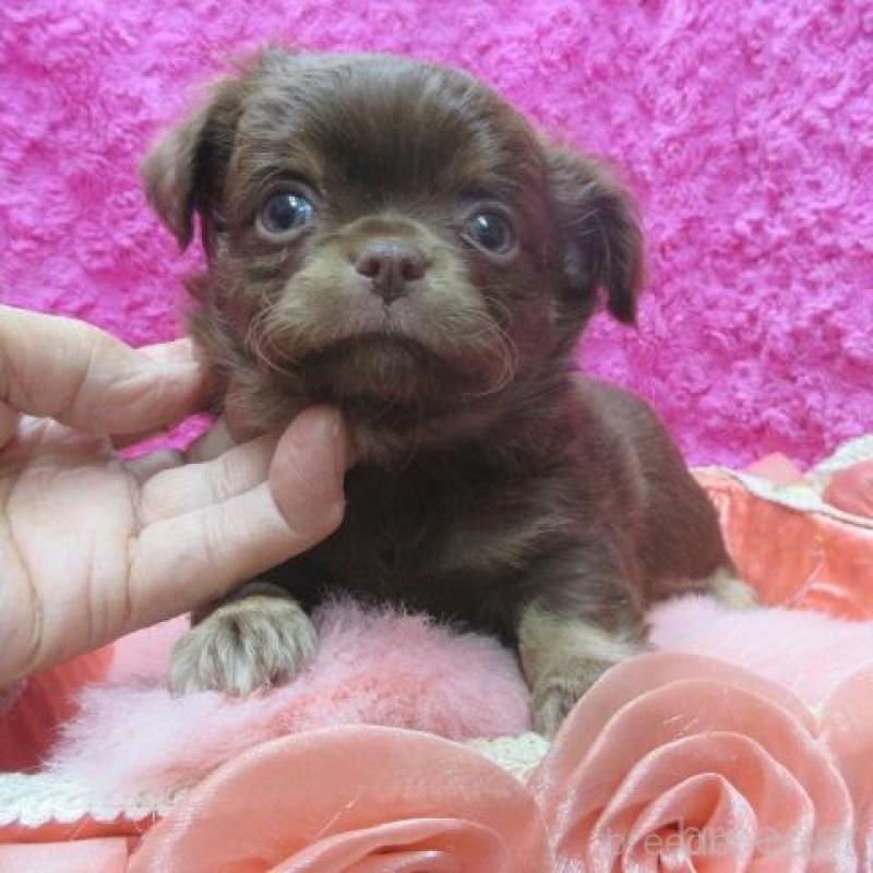 販売中の京都府のチワワ(ロングコート)-436127