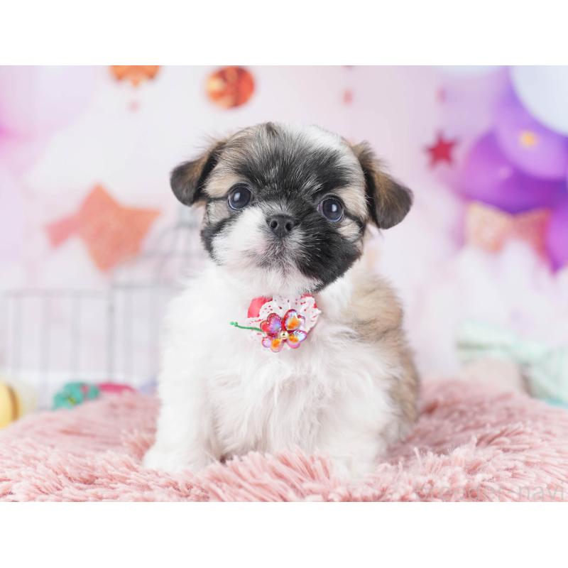 販売中ののチワズー:チワワ×シーズー-436130