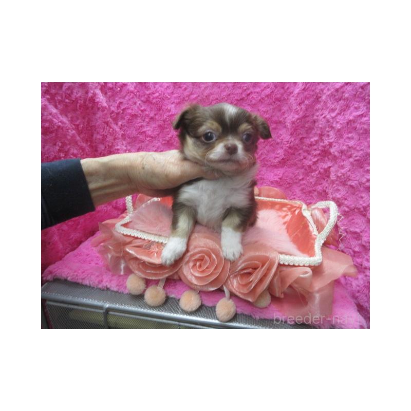 販売中の京都府のチワワ(ロングコート)-436129の4枚目