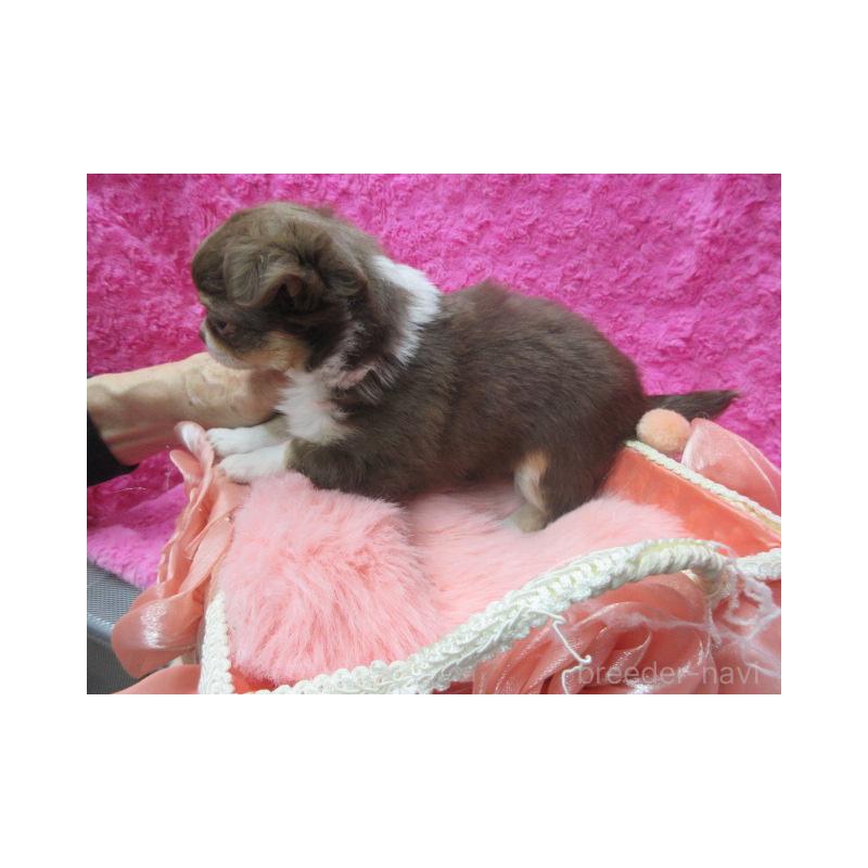 販売中の京都府のチワワ(ロングコート)-436129の5枚目