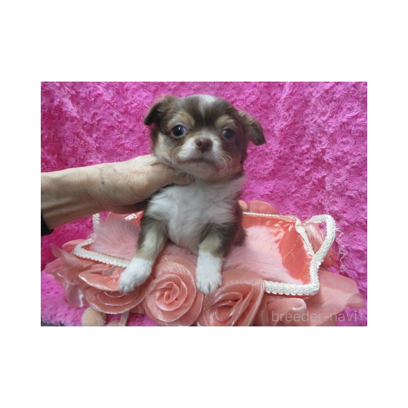 販売中の京都府のチワワ(ロングコート)-436129の2枚目