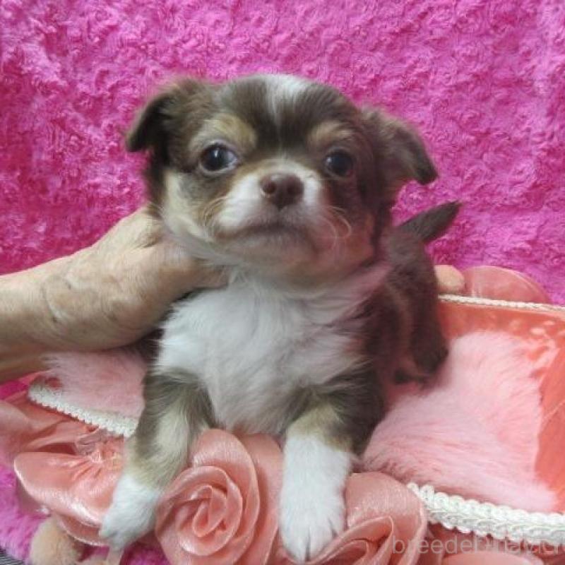 販売中の京都府のチワワ(ロングコート)-436129