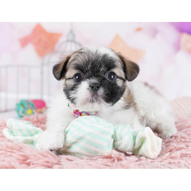 販売中の東京都のチワズー:チワワ×シーズー-436130の5枚目