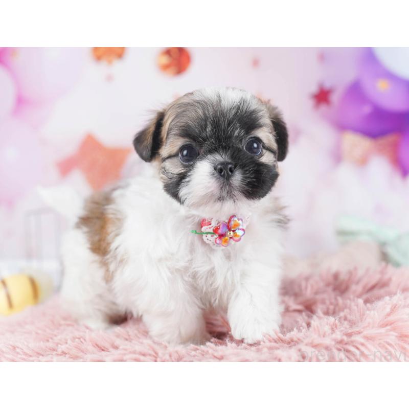 販売中の東京都のチワズー:チワワ×シーズー-436130の4枚目