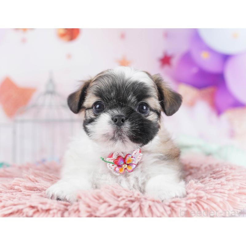 販売中の東京都のチワズー:チワワ×シーズー-436130の3枚目