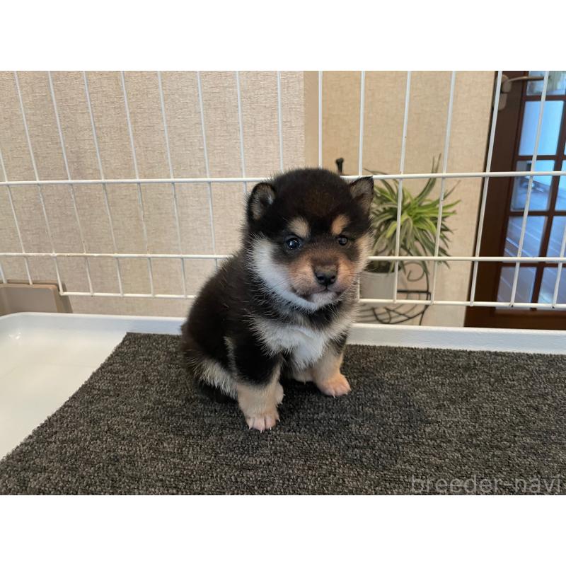 販売中の兵庫県の豆柴-436136の3枚目