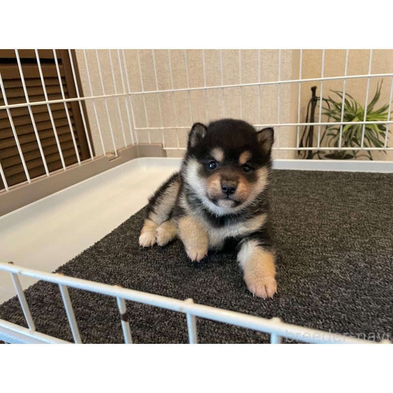 販売中の兵庫県の豆柴-436136の2枚目