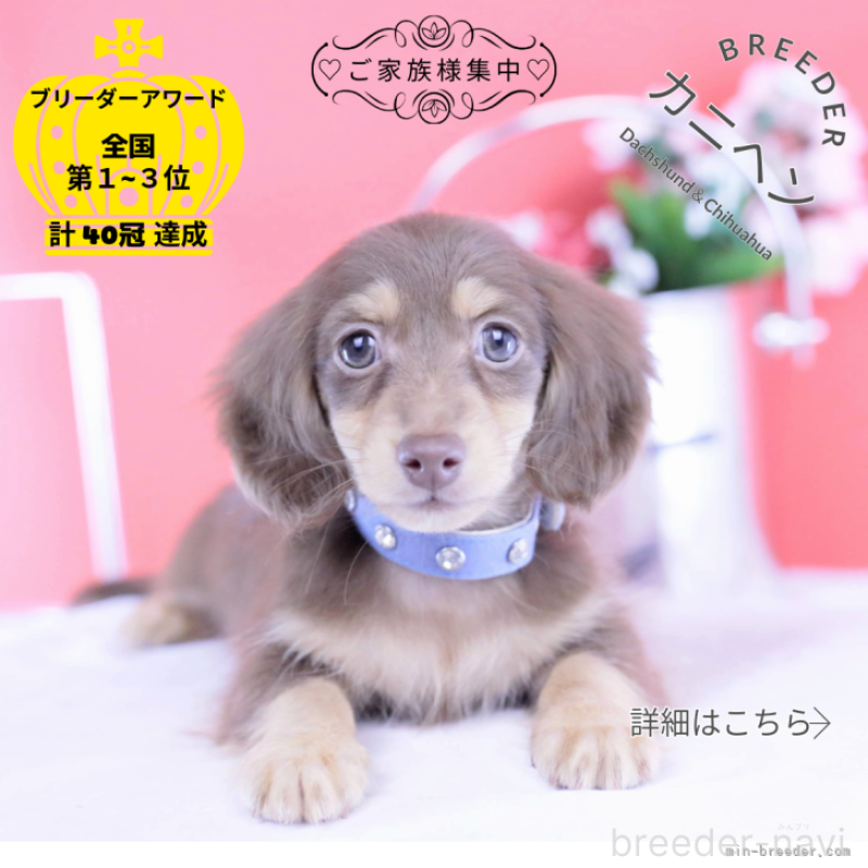 販売中の愛知県のカニンヘンダックスフンド(ロングヘアード)-418943