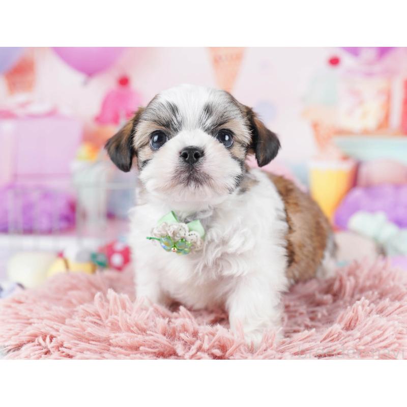 販売中の東京都のチワズー:チワワ×シーズー-436132