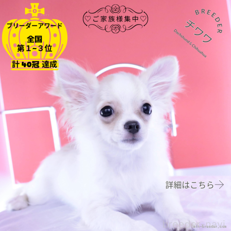 販売中の愛知県のチワワ(ロングコート)-387046の1枚目