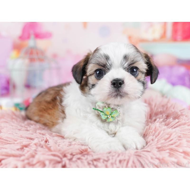 販売中の東京都のチワズー:チワワ×シーズー-436132の5枚目