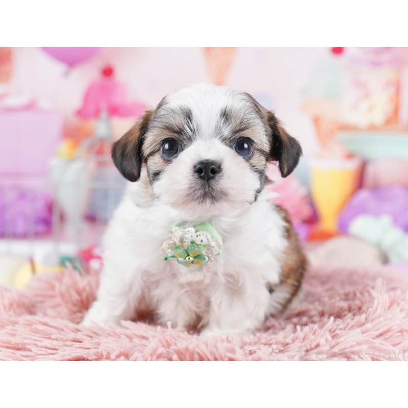 販売中の東京都のチワズー:チワワ×シーズー-436132の4枚目