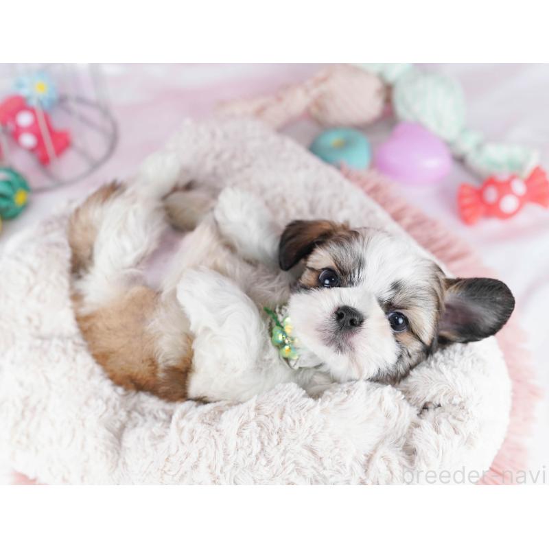 販売中の東京都のチワズー:チワワ×シーズー-436132の3枚目