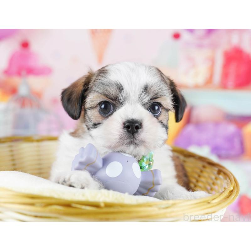 販売中の東京都のチワズー:チワワ×シーズー-436132の2枚目