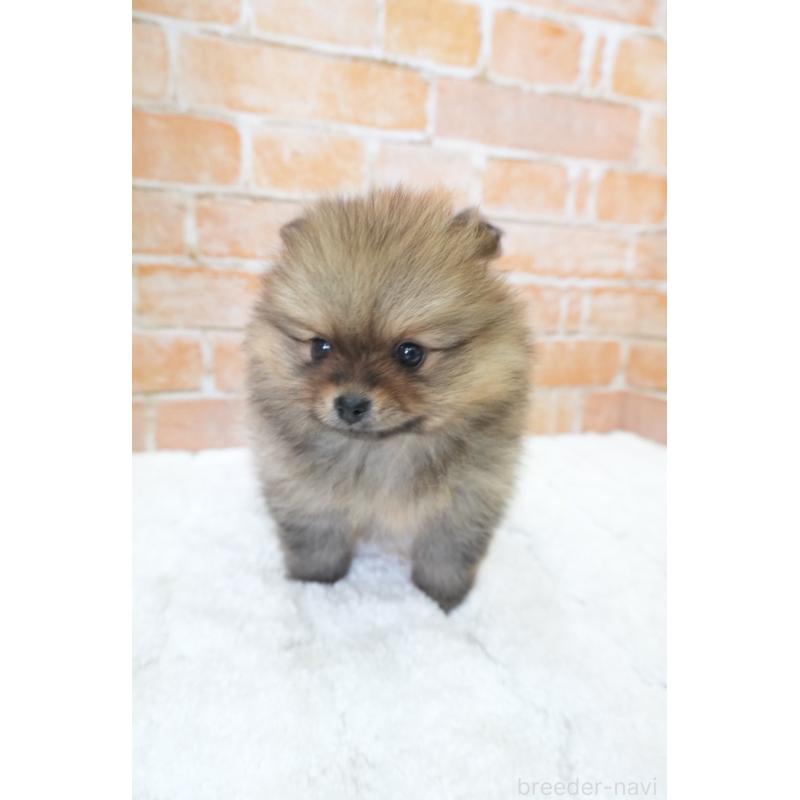 販売中の愛知県のポメラニアン-436131の4枚目