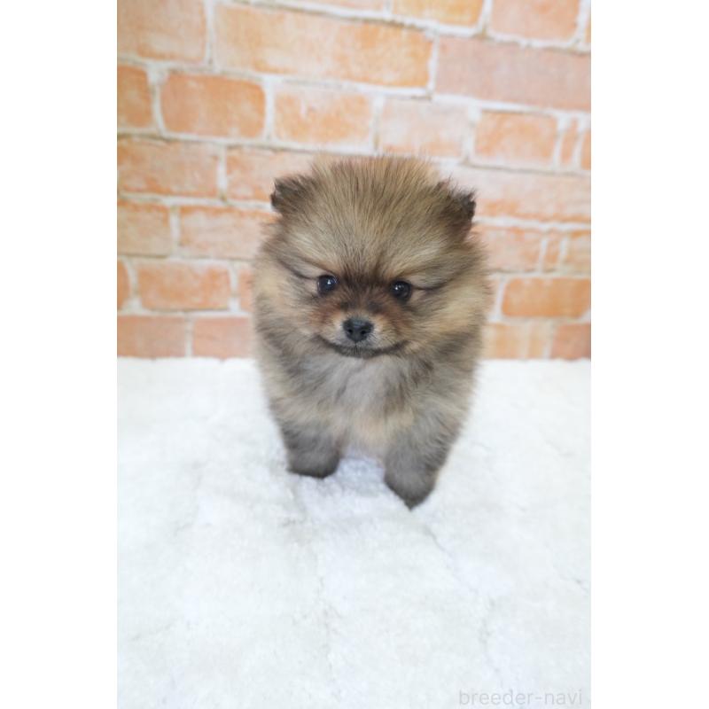 販売中の愛知県のポメラニアン-436131の3枚目