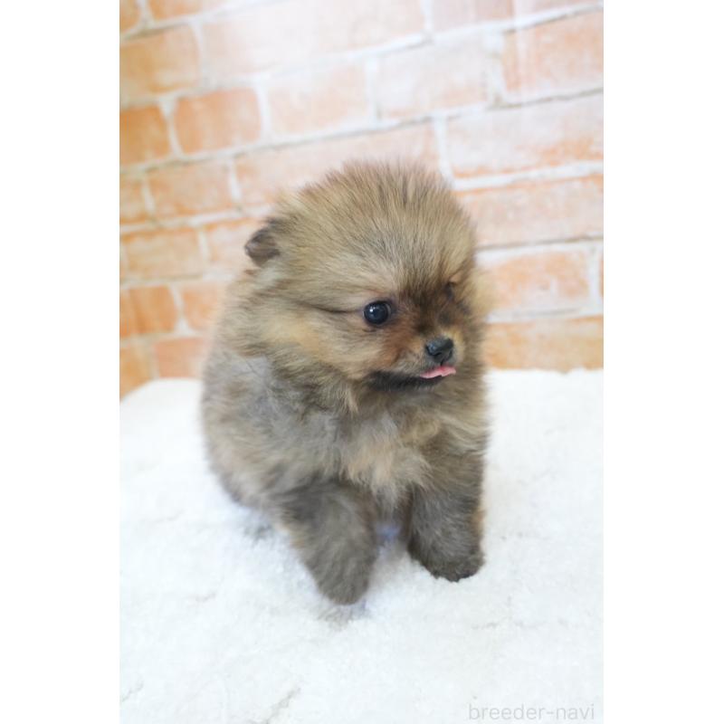 販売中の愛知県のポメラニアン-436131の2枚目
