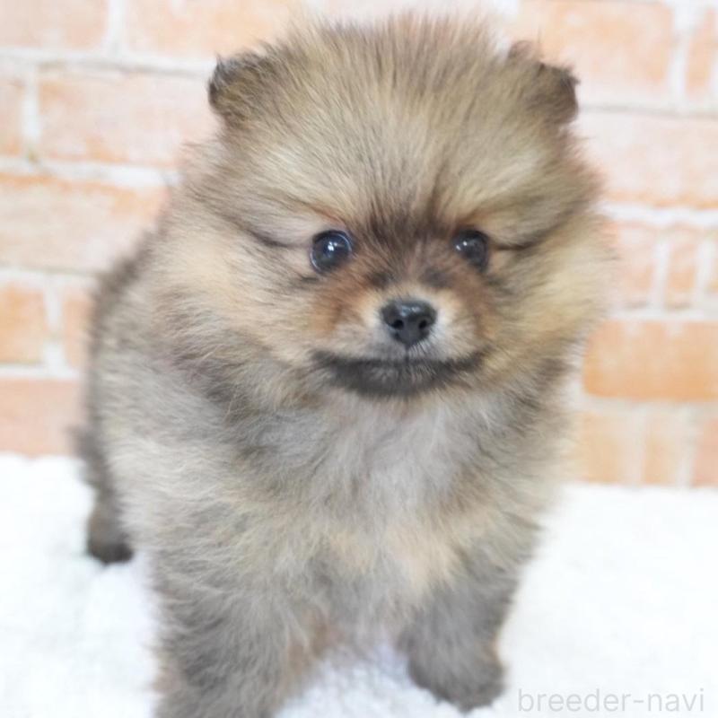 販売中の愛知県のポメラニアン-436131の1枚目