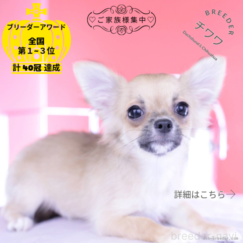 成約済の愛知県のチワワ(ロングコート)-389060の1枚目