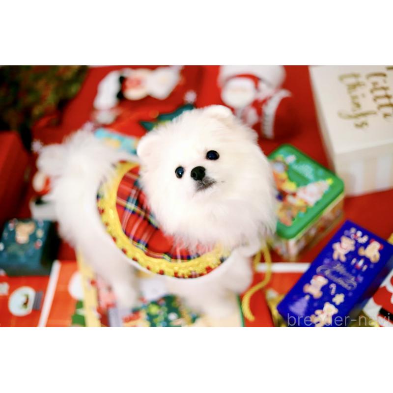 商談中の北海道のポメラニアン-418811の10枚目